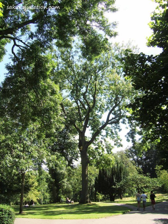 Tall Tree in the park