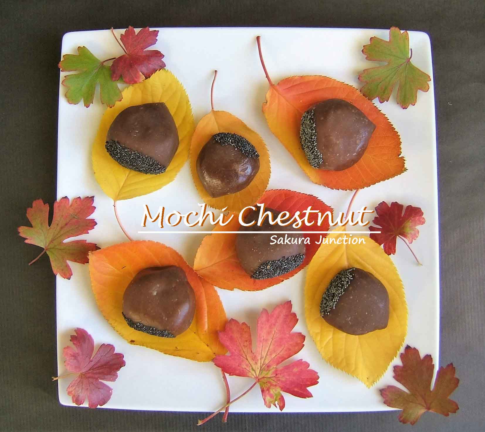 mochi-chestnut-in-autumn-colour