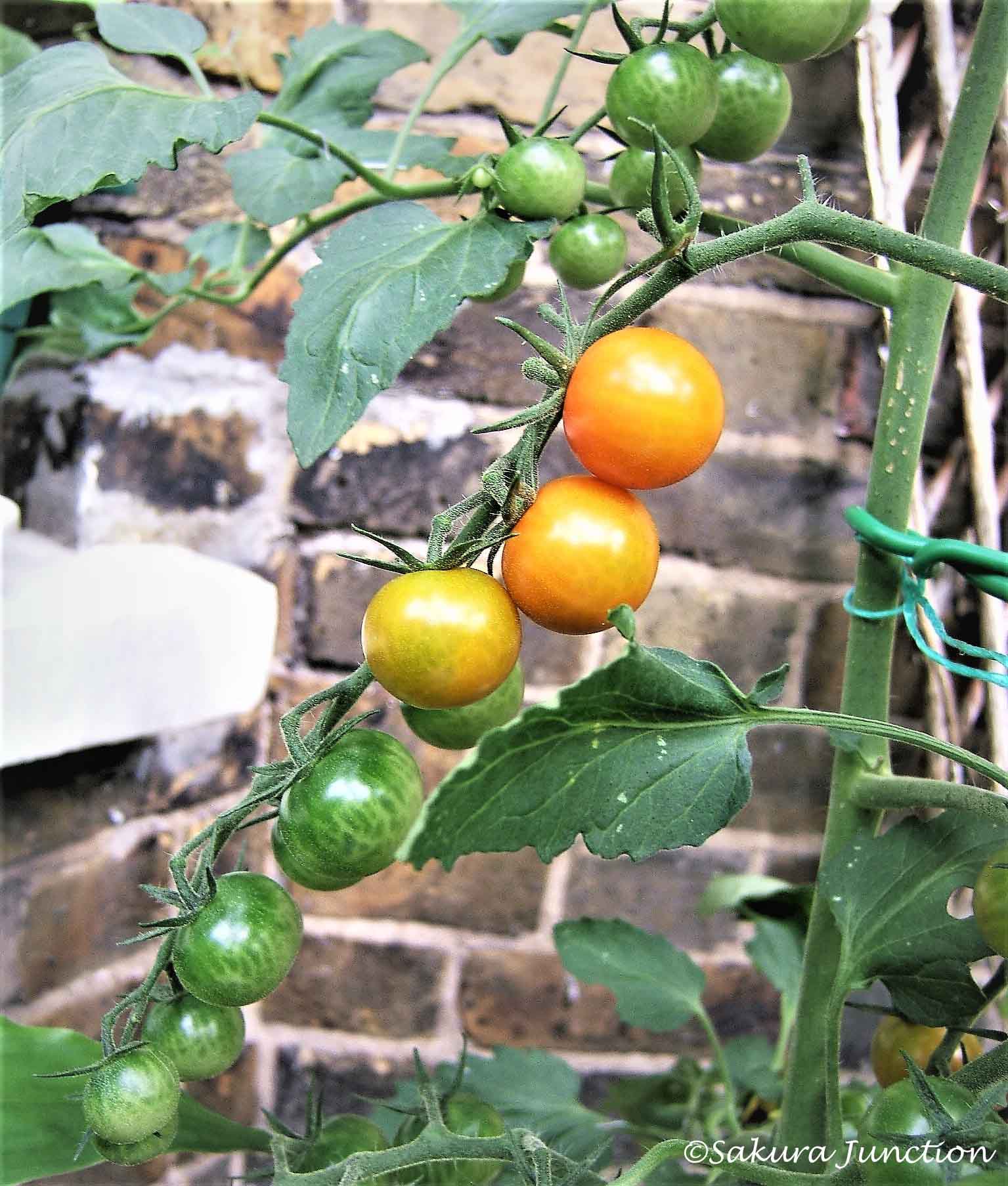Tomato Gradation