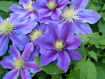 clematis_carnival