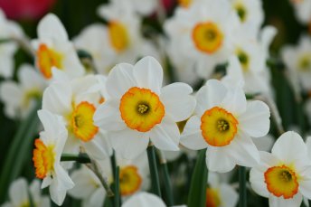 Daffodil-Flower-Record-Group_0a3cc90f-7f51-4a18-bf08-a9a89bb59cb6_x2000_crop_center
